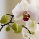 Le orchidee: curiosità e nozioni