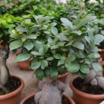 Il bonsai: curiosità e storia della più affascinante tra le piante ornamentali