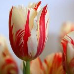 I fiori che parlano: il significato e l’etimologia dei tulipani