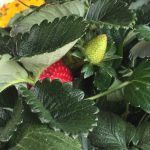 Come coltivare le fragole in casa: pochi e semplici passaggi per una piccola coltivazione domestica