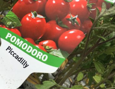 coltivare-pomodorini-in-vaso-600x450