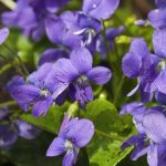 Coltivare le violette: scopri come