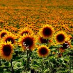 Il significato del girasole