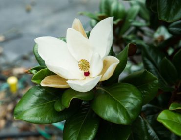 significato-magnolia-600x450