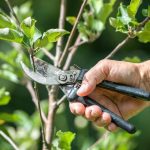 La potatura degli alberi a Catania