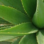 Aloe vera: la pianta perfetta per stile, benessere ed eleganza