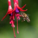 Perché le api sono così importanti per il nostro pianeta?