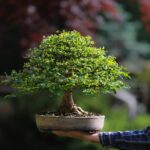 Come recuperare un bonsai che sta per morire?