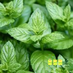 Come coltivare la menta